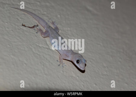 Afrikanischer Hausgecko / Tropical house gecko or Afro-American house ...