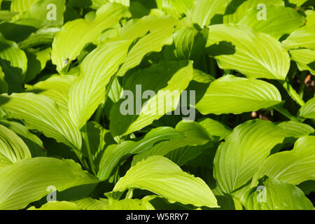 Close up detail in fresh green ornamental hosta leaves growing in a formal garden to make a natural background Stock Photo