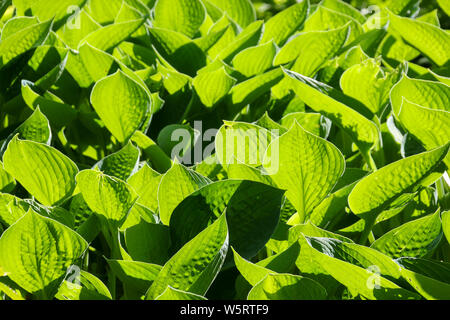 Close up detail in fresh green ornamental hosta leaves growing in a formal garden to make a natural background Stock Photo