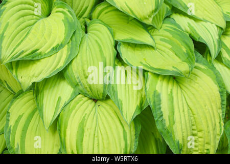 Close up detail in fresh green ornamental hosta leaves growing in a formal garden to make a natural background Stock Photo