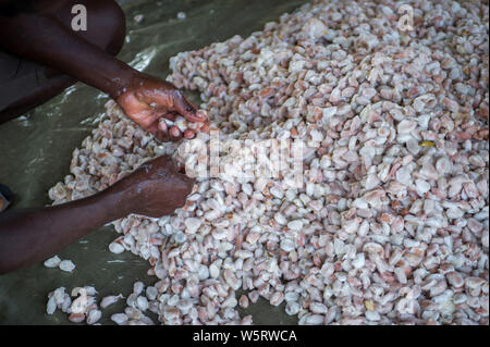 Sao Tome, Diogo Vaz cocoa plantation: sorting of cocoa beans after the splitting of pods Stock Photo