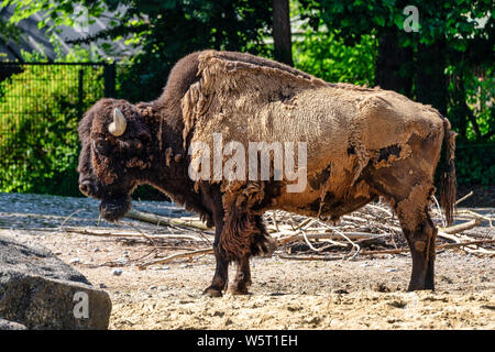The American bison or simply bison, also commonly known as the American buffalo or simply buffalo, is a North American species of bison that once roam Stock Photo