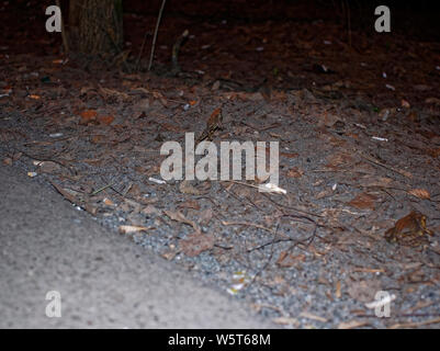 frogs jump across the road at night in spring, Russia Stock Photo