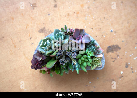 Various succulents composition in half circle shaped concrete pot from a high angle view Stock Photo