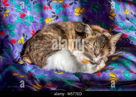 Sleeping cat. Stock Photo