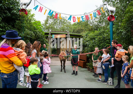 London, UK 30 July 2019. London Zoo visitors look at Ande the llama as he munches his way through a ceremonial ribbon to officially open ZSL London ZooÕs new Animal Adventure. The original Animal Adventure was partially destroyed by a fire in December 2017, leading to the new revamp - transforming the area into a nature-inspired play destination for kids this summer and beyond. Credit: Dinendra Haria/Ģ����ý Live News Stock Photo