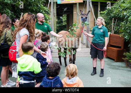 London, UK 30 July 2019. London Zoo visitors look at Ande the llama as he munches his way during the officially opening of the ZSL London ZooÕs new Animal Adventure. The original Animal Adventure was partially destroyed by a fire in December 2017, leading to the new revamp - transforming the area into a nature-inspired play destination for kids this summer and beyond. Credit: Dinendra Haria/Ģ����ý Live News Stock Photo