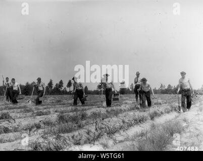 Photograph of Civilian Conservation Corps (CCC) Planting Crew; Scope and content:  Original caption: CCC planting crew planting 2-0 red pine in furrows using Michigan planting bars. (Enrollees from Mormon Creek CCC camp.). Stock Photo