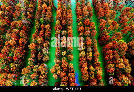 Aerial view of the Zhangdu Lake Wetland in Xinzhou District, Wuhan city, central China's Hubei province, 9 December 2018.   Tens of thousands of Chine Stock Photo