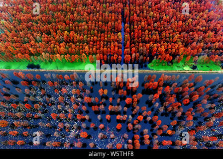 Aerial view of the Zhangdu Lake Wetland in Xinzhou District, Wuhan city, central China's Hubei province, 9 December 2018.   Tens of thousands of Chine Stock Photo