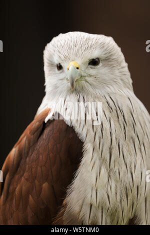 Close up head and shoulders portrait of a Brahminy Kite (haliastur indus) bird of prey isolated against a black background Stock Photo