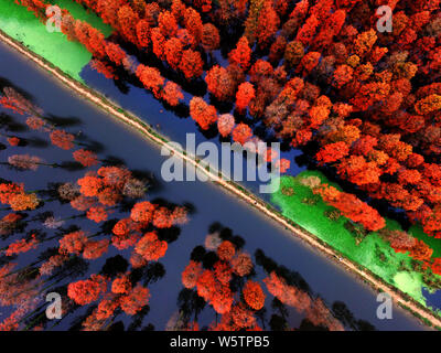 Aerial view of the Zhangdu Lake Wetland in Xinzhou District, Wuhan city, central China's Hubei province, 9 December 2018.   Tens of thousands of Chine Stock Photo