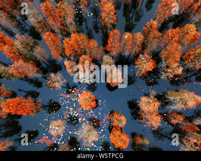 Aerial view of the Zhangdu Lake Wetland in Xinzhou District, Wuhan city, central China's Hubei province, 9 December 2018.   Tens of thousands of Chine Stock Photo