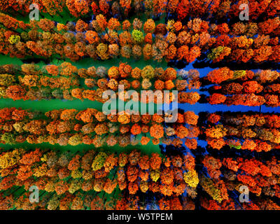 Aerial view of the Zhangdu Lake Wetland in Xinzhou District, Wuhan city, central China's Hubei province, 9 December 2018.   Tens of thousands of Chine Stock Photo