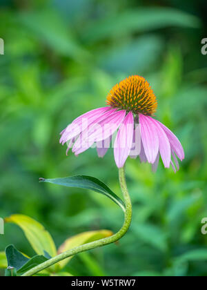Echinacea,herbaceous flowering plants in the daisy family.commonly called coneflowers Stock Photo