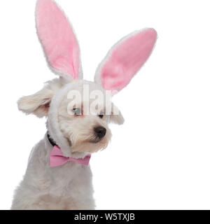 close up of funny and stylish bichon looking to side while being dressed as an easter bunny Stock Photo