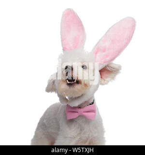 portrait of cute barking bichon being an elegant easter bunny. It wears a pink bowtie and a pair of pink bunny ears Stock Photo