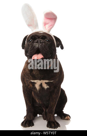 adorable seated boxer panting wants to be the easter bunny. It wears a pair of pink bunny ears on white background while looking to side Stock Photo