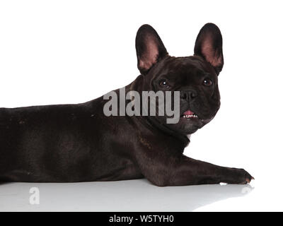 close up of side of cute panting french bulldog lying on white background with mouth open Stock Photo