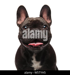 head of happy black french bulldog panting on white background Stock Photo
