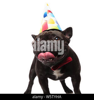 excited birthday french bulldog with red bowtie looks to side while standing on white background panting Stock Photo