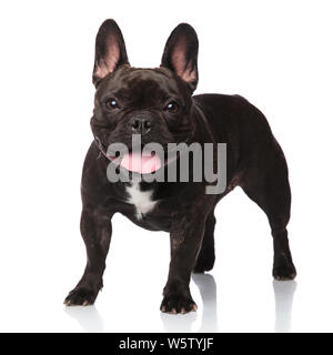 cute panting french bulldog standing on white background with tongue exposed Stock Photo