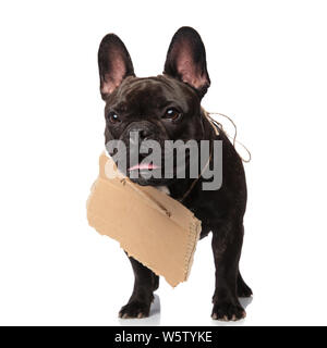 adorable homeless french bulldog wants to be adopted. it is standing on a white background looking to side. Stock Photo