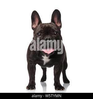 cute black french bulldog standing on white background and panting Stock Photo