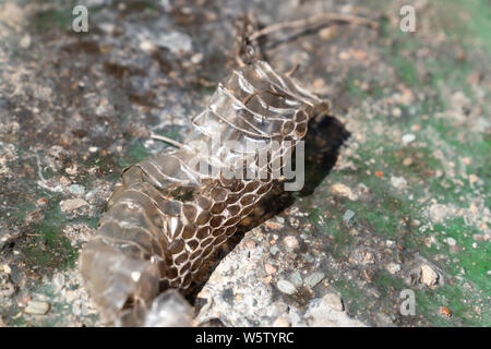 The detail of discarded skin of a snake in central Turkey Stock Photo
