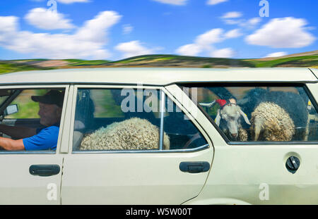 Eskisehir/Turkey-June 30 2019: Man driver transport goats in his car. Funny transportation in rural area. Stock Photo