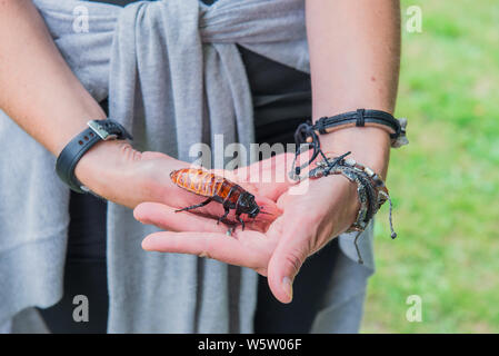 Unusual pets concept. Central American giant cave cockroach, Blaberus giganteus on the woman's hand. One of the largest cockroaches in the world. Inse Stock Photo