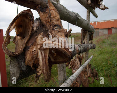 Head of fish drying in the sun hanging from a fence in a village east of Iceland. Stock Photo