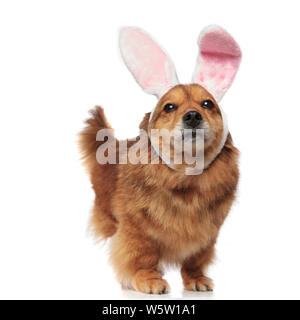 cute excited brown metis dog with pink bunny ears looks up while standing on white background Stock Photo
