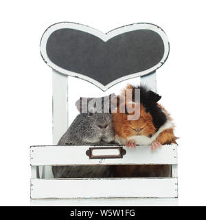 cute guinea pig couple sitting in a small white crib with paws hanging out on white background. The crib has a big grey wooden heart on the back wall Stock Photo