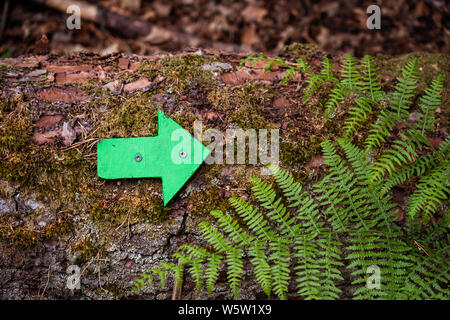 Close up green wooden arrow pointing the direction of the footpath or trail attached to an old tree with moss and fern around. Nature reserve, forest Stock Photo