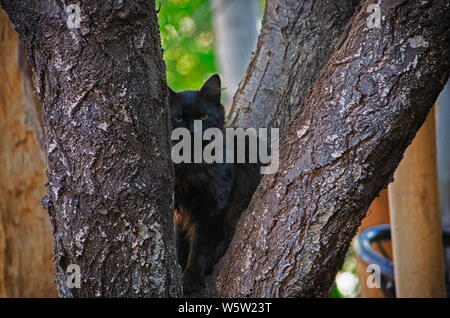 Shy black cat, who likes to hide.
