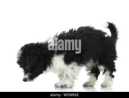 cute black and white bichon havanese picks up a scent on a white background Stock Photo