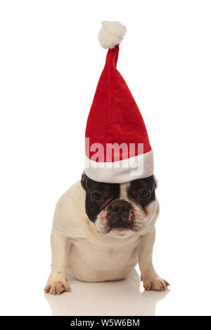 seated french bulldog wearing a straight santa cap on a white background Stock Photo