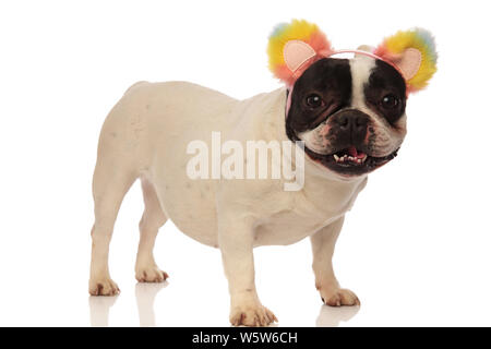 side view of a french bulldog excited for his new headband, standing on a white background Stock Photo