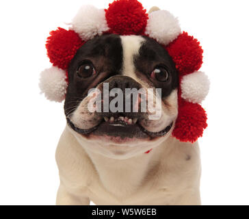 adorable little french bulldog wearing colored headband looks agressive while standing on a white background Stock Photo