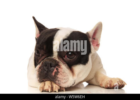 french bulldog with head on paw looks to side while lying on a white background Stock Photo