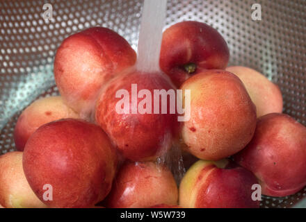 Peaches nectarine. Fresh red ripe nectarines washed under running water in a colander. Stock Photo