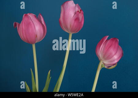 three pink closed tulip flower