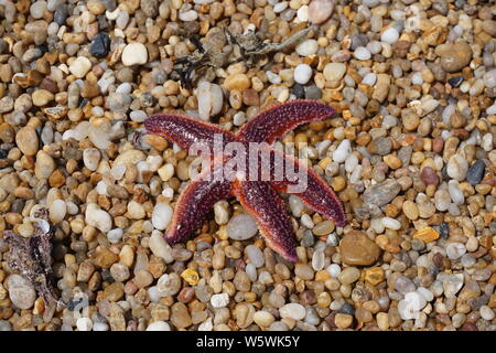 bright red starfish on the sandy pebbles  of the beach by the ocean Stock Photo