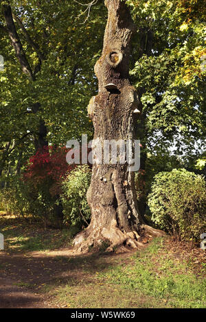 Old tree in Yasnaya Polyana - Bright Glade homestead. Tula oblast. Russia Stock Photo