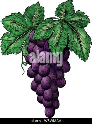 Hand drawn sketch of grapes in color isolated Vector Image