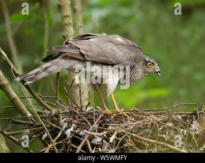 A female Sparrowhawk (Accipiter nisus) feeding herself on the nest, Lincolnshire Stock Photo