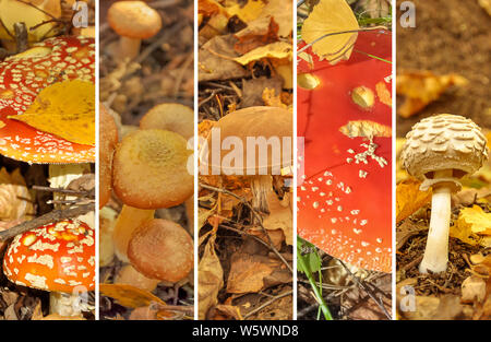 Collage from from poisonous and edible mushrooms, a toadstools. Mushroom collage. Autumn collage showing different mushrooms. Stock Photo