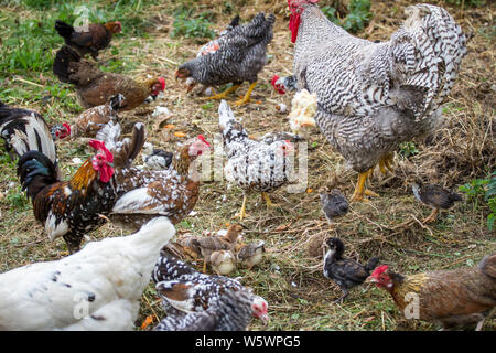A flock of free range chickens Stock Photo
