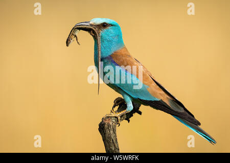 Side view of european roller, coracias garrulus, sitting on a perch holding caught lizard in the beak ready to feed. Male colorful bird animal in natu Stock Photo